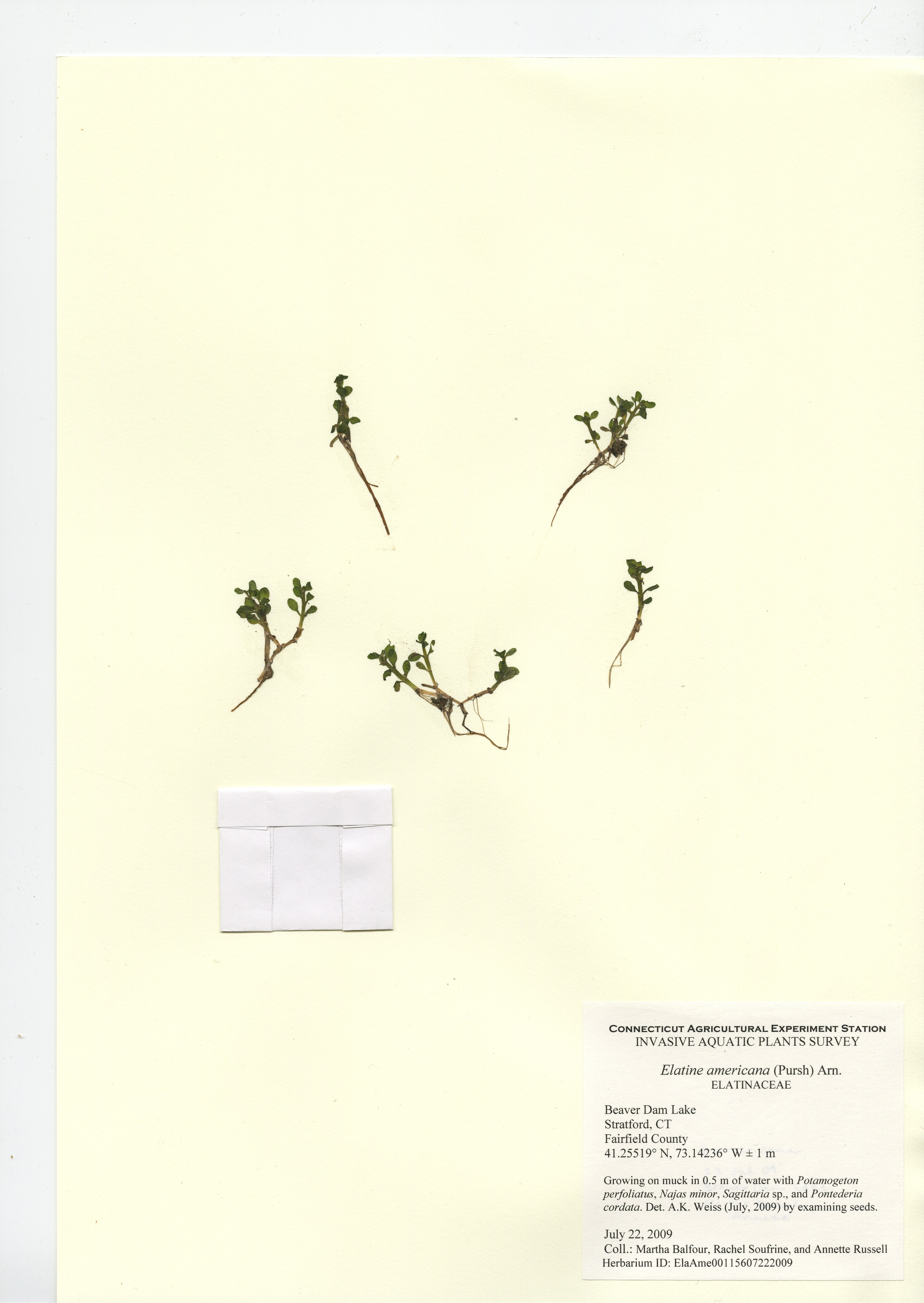 Elatine americana Beaver Dam Lake in Stratford July 22, 2009