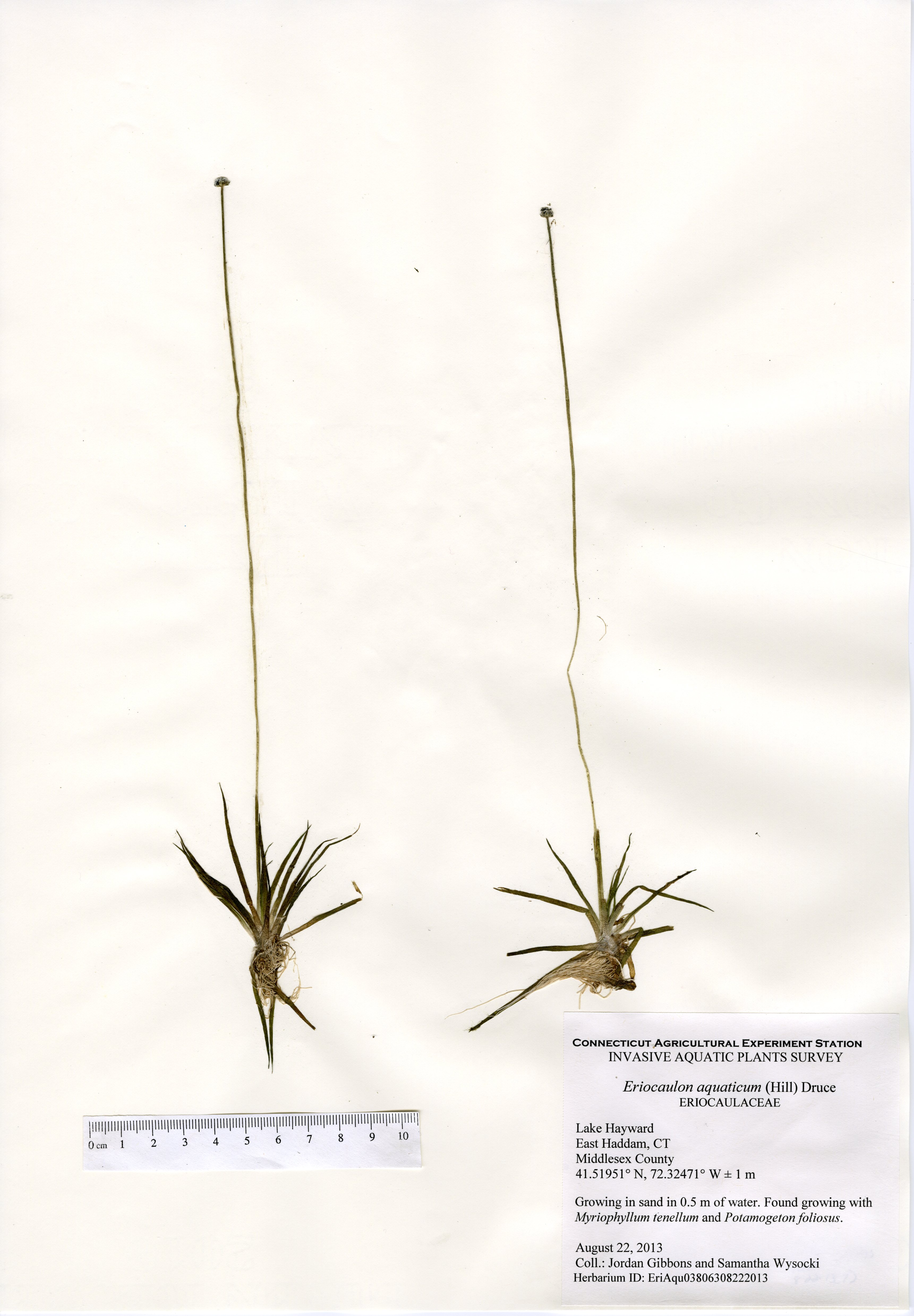 Eriocaulon aquaticum, Lake Hayward in East Haddam, August 22, 2013