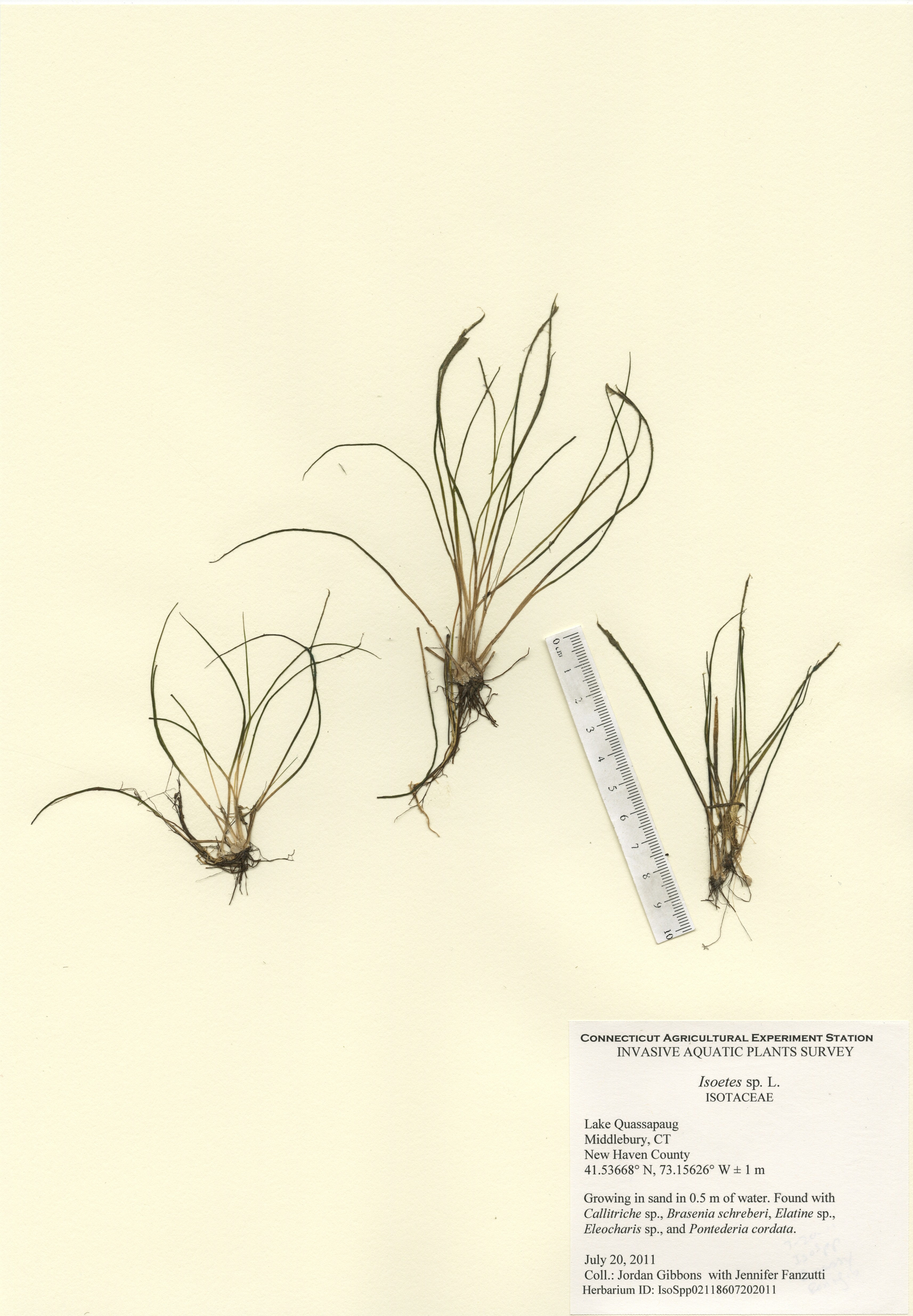 Isoetes species, Lake Quassapaug in Middlebury, July 20, 2011