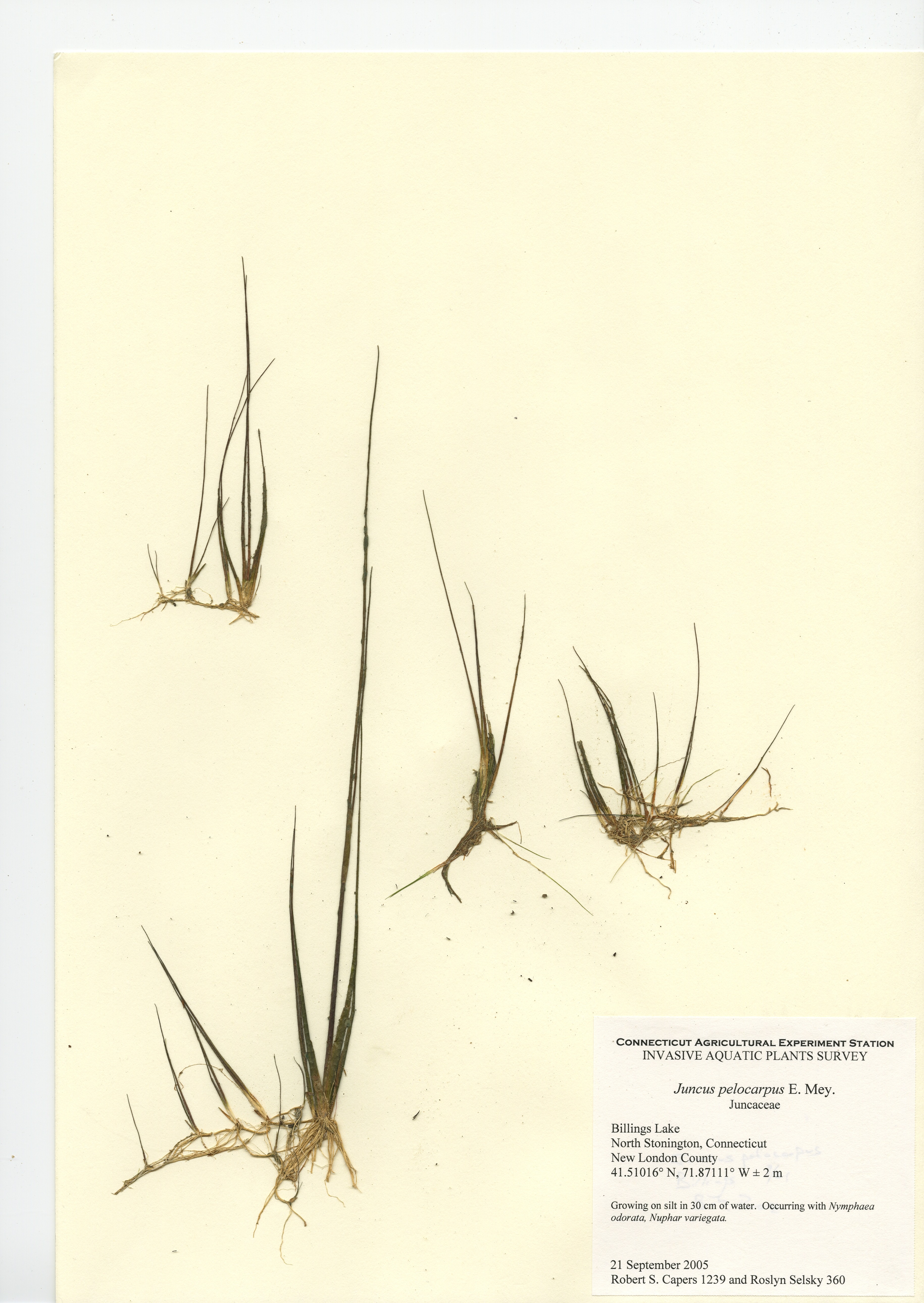 Juncus pelocarpus, Billings Lake in North Stonington, September 21, 2005