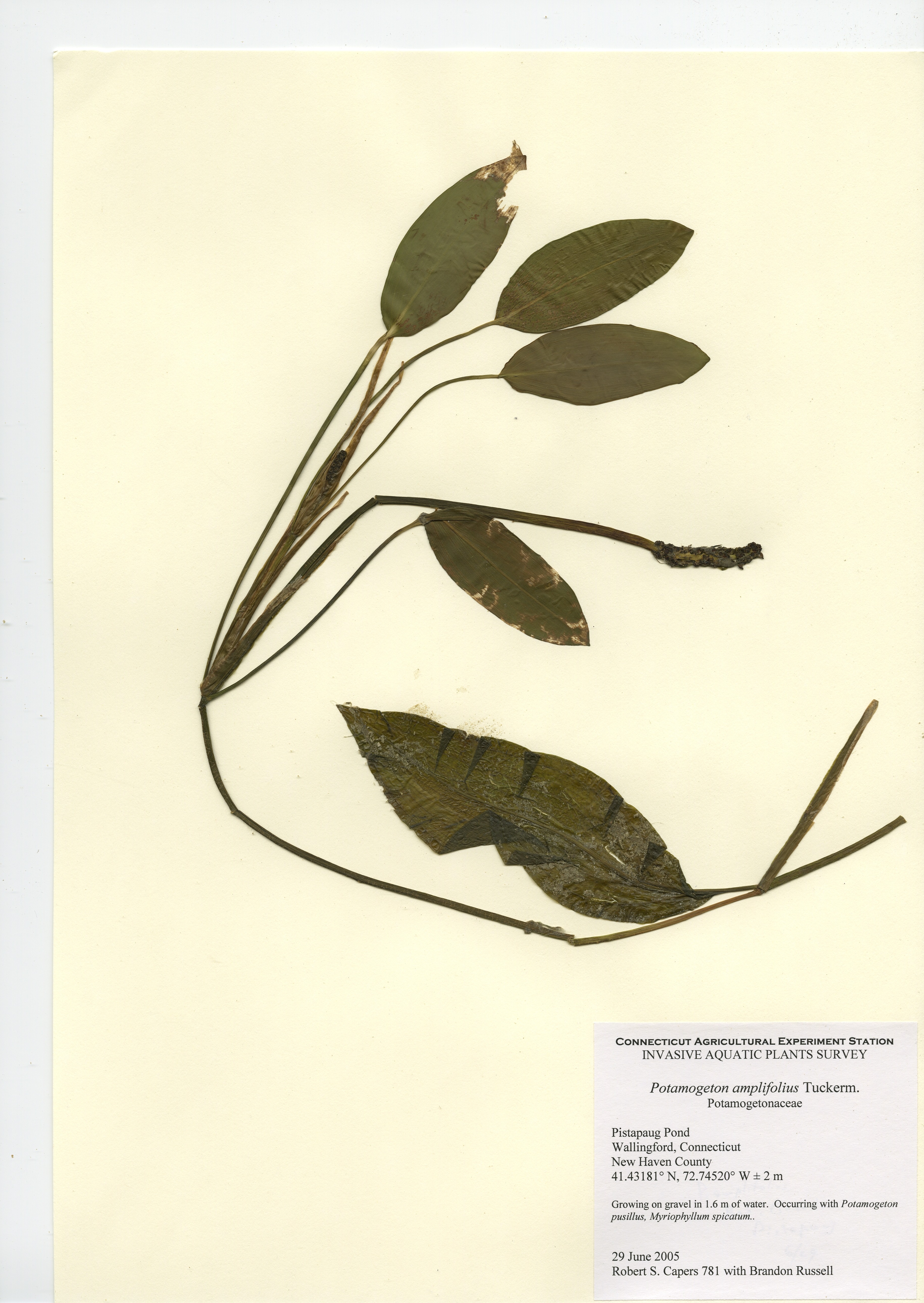 Potamogeton amplifolius, Pistapaug Pond in Wallingford June 29, 2005