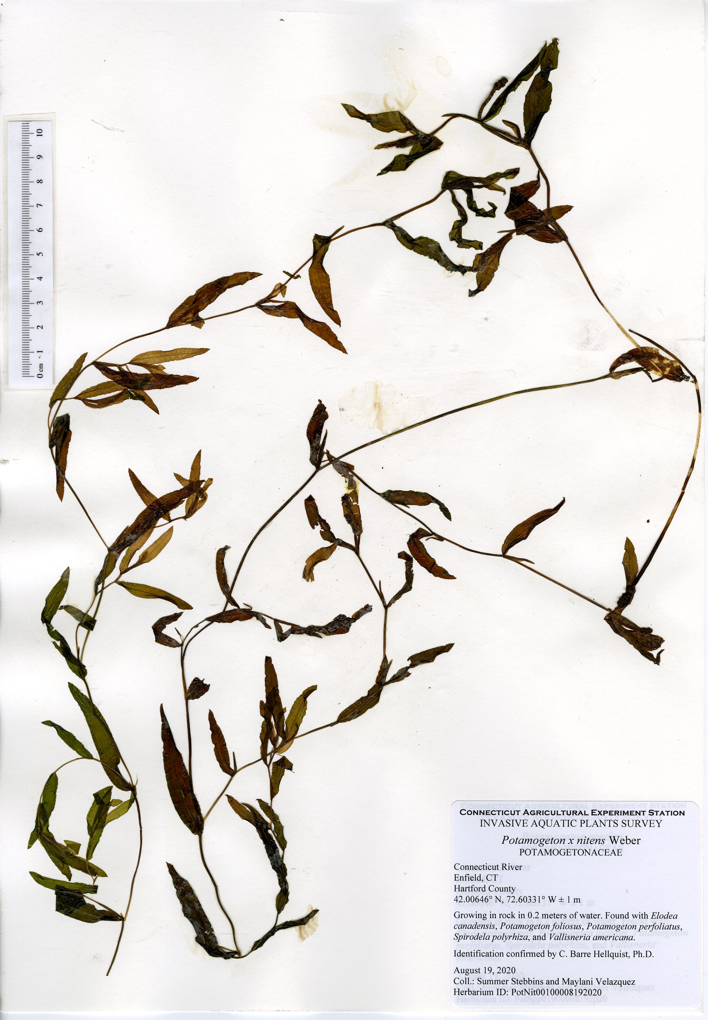 Herbarium mount of Potamogeton x nitens, or shining pondweed