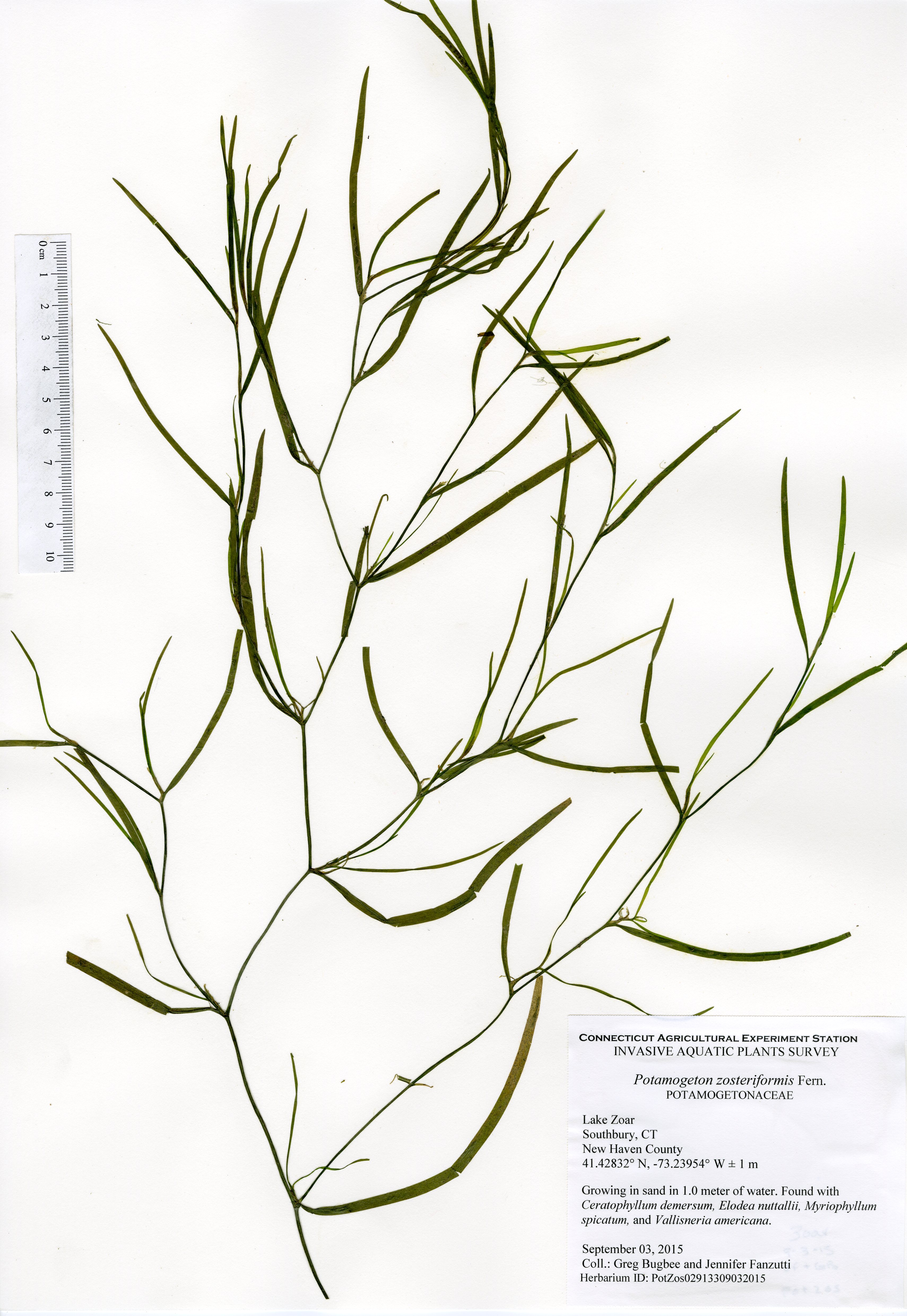 Potamogeton zosteriformis, Lake Zoar in Southbury, September 3, 2015