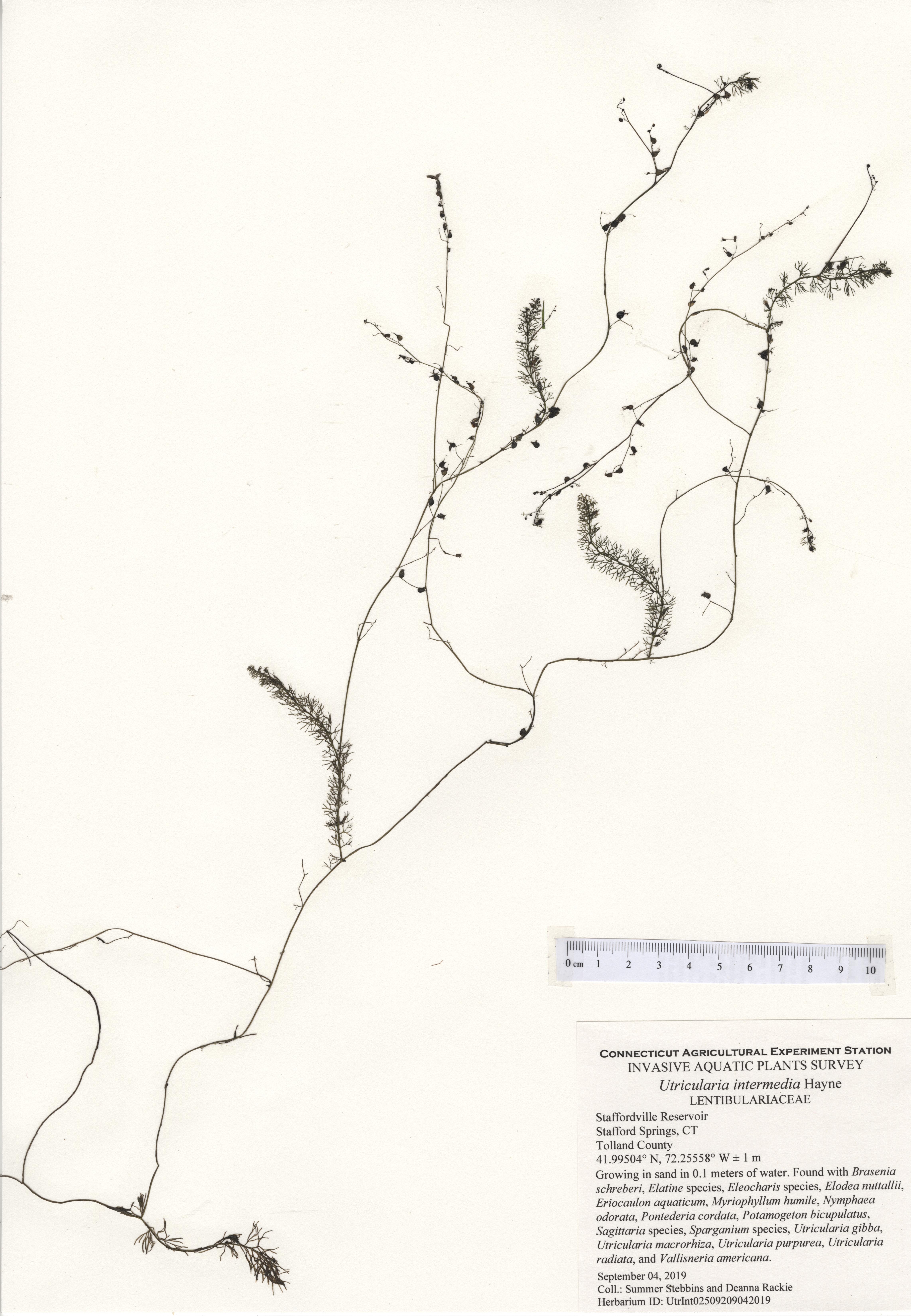 Utricularia intermedia, Staffordville Reservoir in Stafford Springs, September 4, 2019