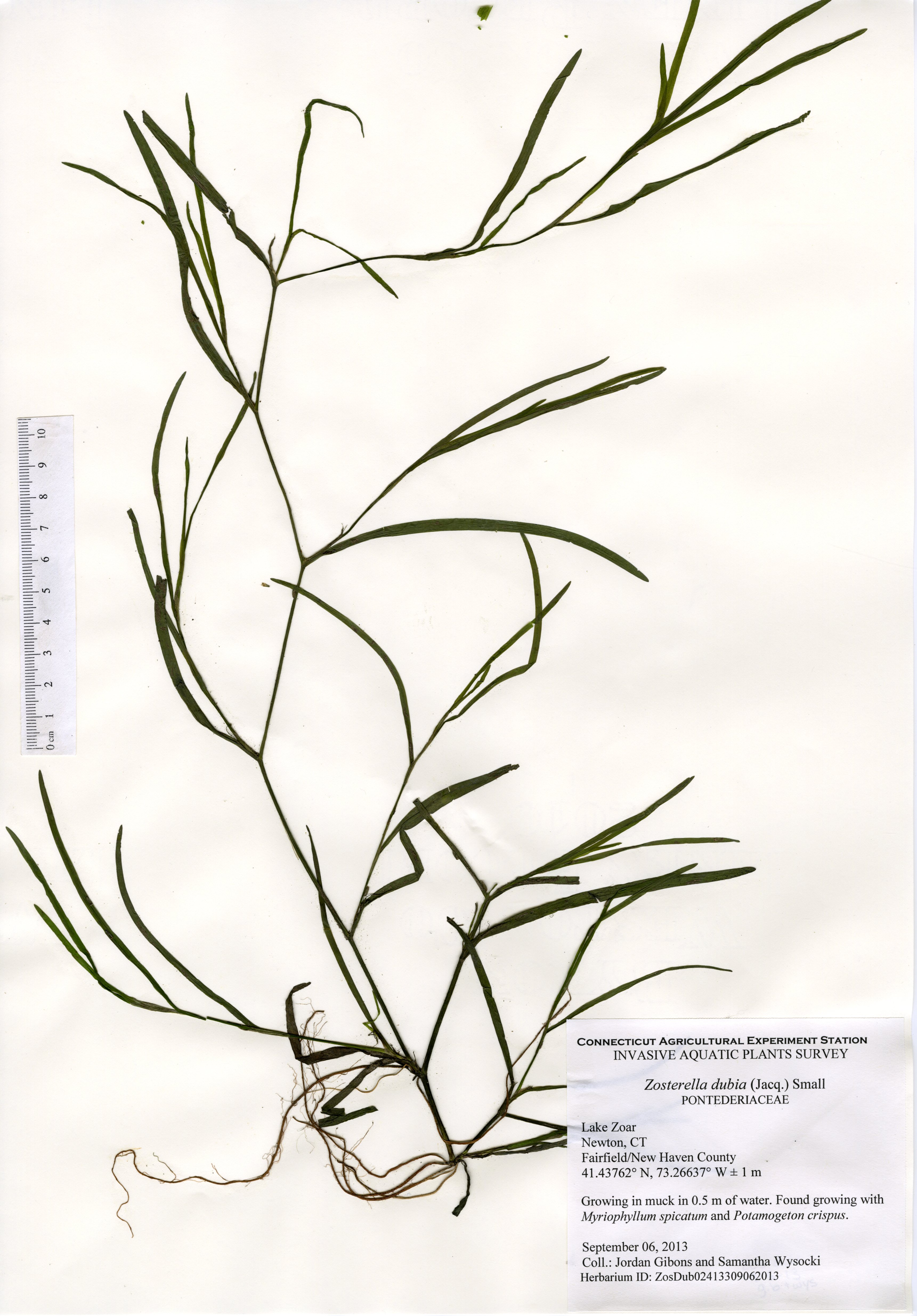 Zosterella dubia, Lake Zoar in Newtown, September 6, 2013