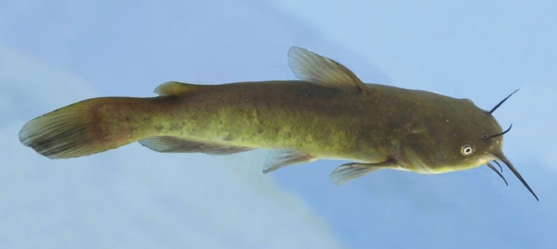 Brown bullhead swimming in a tank.