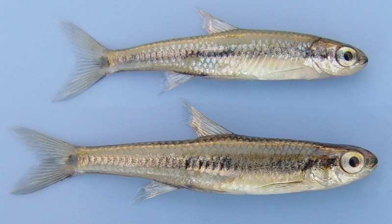 Two 4 cm bridle shiners.