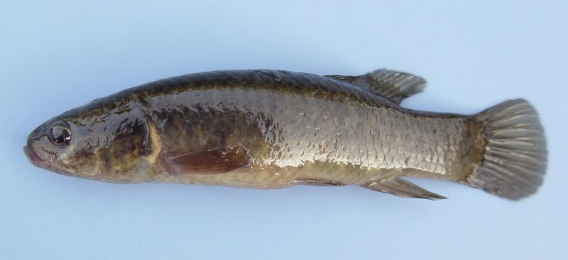 10 cm central mudminnow.