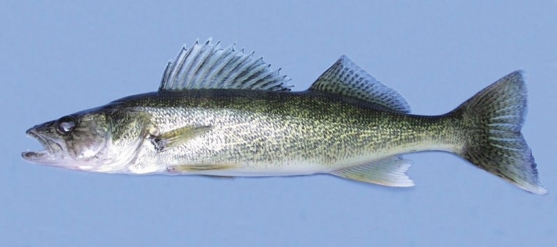 Walleye.