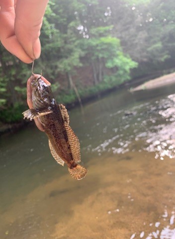Knobfin sculpin caught angling with a worm.