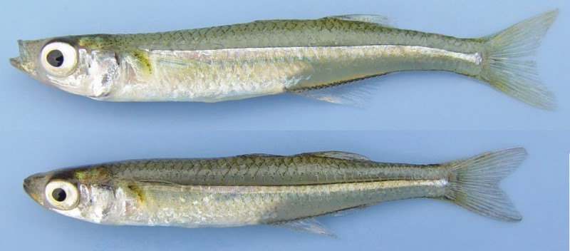 7 cm inland silverside.