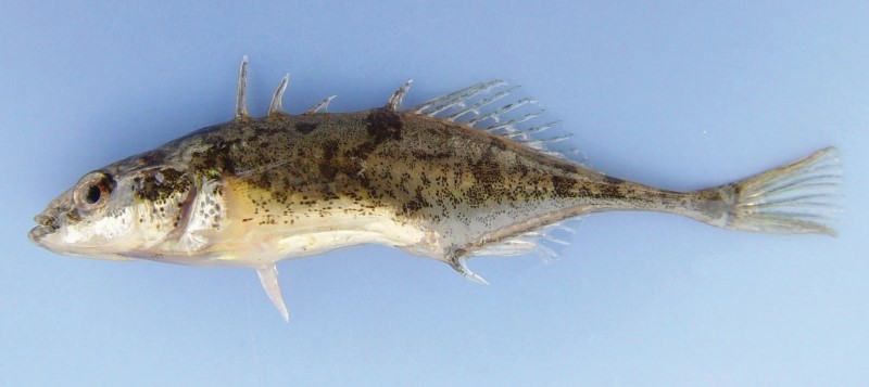 5 cm fourspine stickleback.