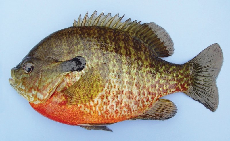 Bluegill redbreast hybrid.