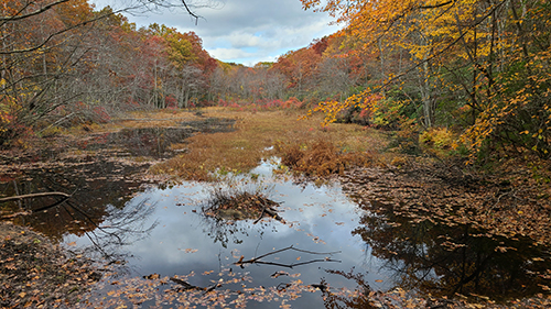 Wetland on Whip-poor-will Woods Forest Legacy Tract 5.