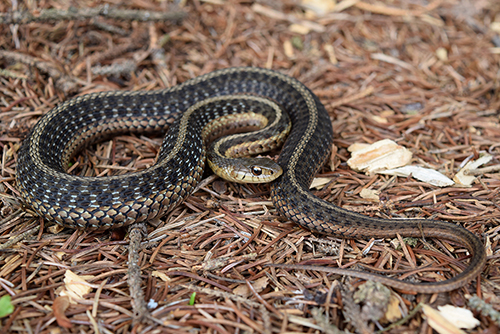 Garter Snake - Paul Benjunas
