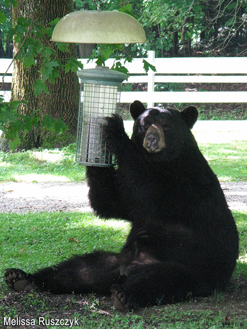 Black Bear with Feeder