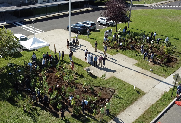 A Miyawaki micro-forest in Bridgeport